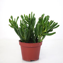 Crassula ovata Hobbit / Crassula ovata Hobbit